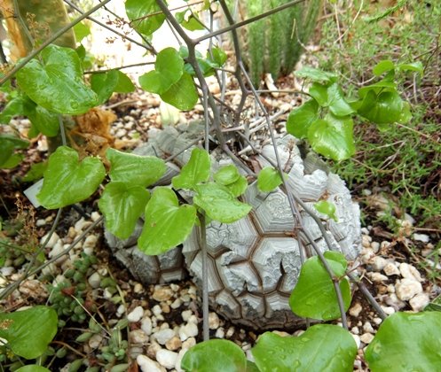 Dioscorea elephantipes caudex like a cortex