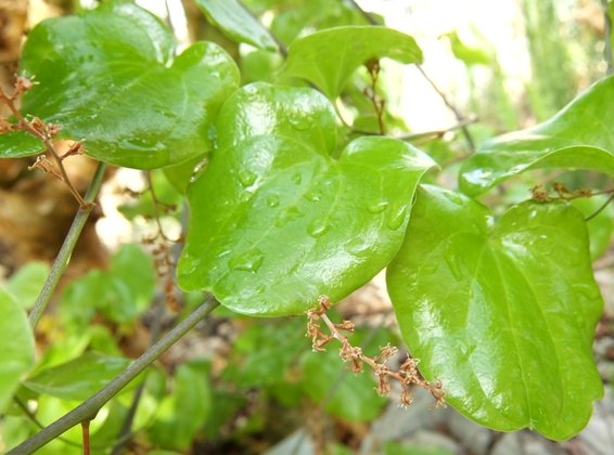 Dioscorea elephantipes new leaves