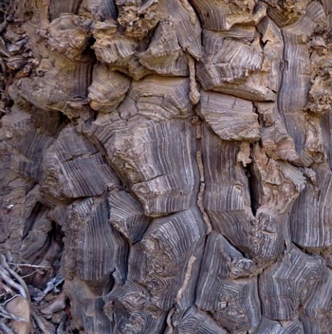 Dioscorea hemicrypta caudex surface