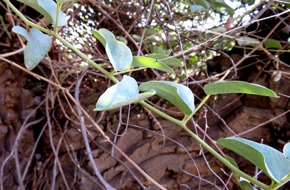 Dioscorea hemicrypta young stem