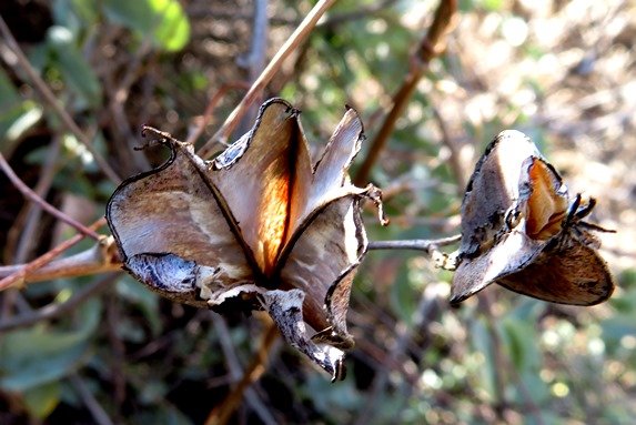 Dioscorea hemicrypta fruit capsule remains