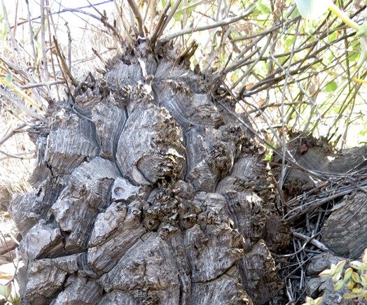 Dioscorea hemicrypta headgear
