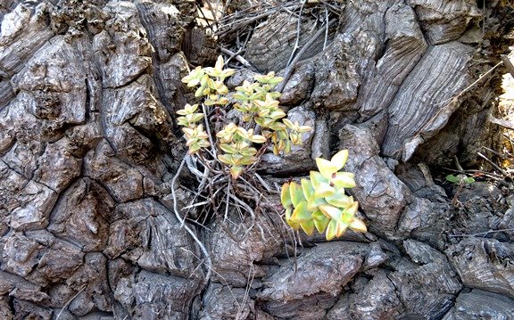 Dioscorea hemicrypta assuming the role of container