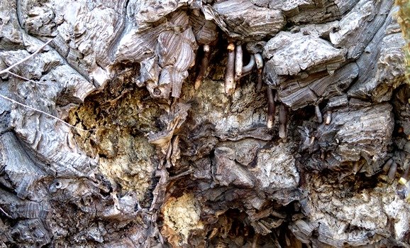 Dioscorea hemicrypta air roots