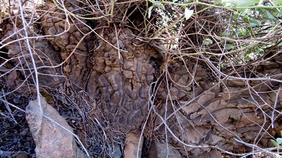 Dioscorea hemicrypta, the very old