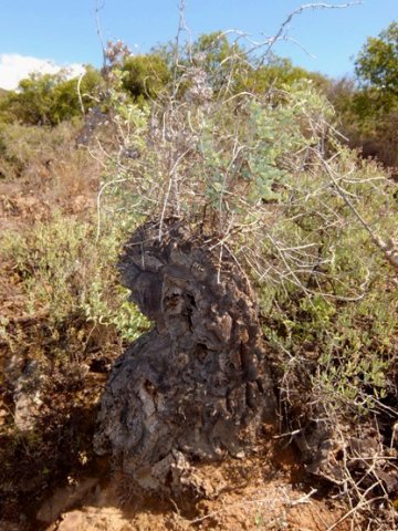 Dioscorea hemicrypta 