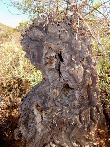 Dioscorea hemicrypta caudex