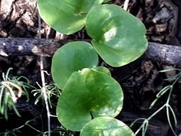 Dioscorea elephantipes leaves