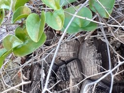 Dioscorea elephantipes caudex surface