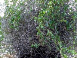 Dioscorea elephantipes