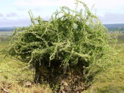 Dioscorea elephantipes near Mapungubwe
