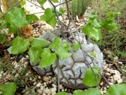 Dioscorea elephantipes caudex like a cortex