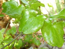 Dioscorea elephantipes new leaves