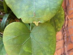 Dioscorea elephantipes old leaves
