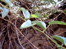 Dioscorea hemicrypta young stem