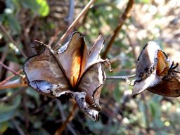 Dioscorea hemicrypta fruit capsule remains