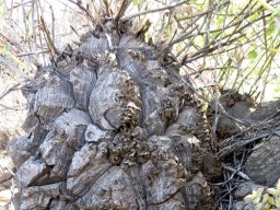 Dioscorea hemicrypta headgear