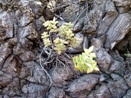 Dioscorea hemicrypta assuming the role of container