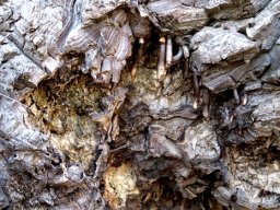 Dioscorea hemicrypta air roots