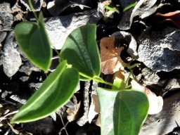 Dioscorea hemicrypta seedling