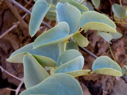 Dioscorea hemicrypta leaves