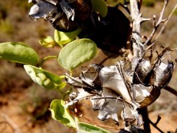Dioscorea hemicrypta leaves and fruit remains
