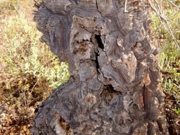 Dioscorea hemicrypta caudex