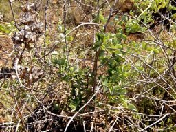 Dioscorea hemicrypta green and dry stems