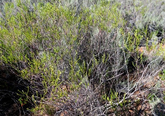 Diosma prama shrub