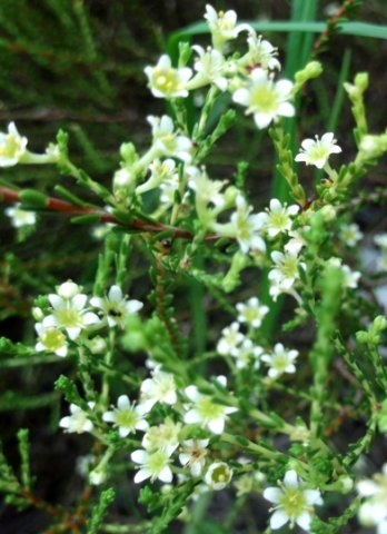 Diosma prama stem colour change