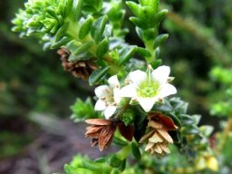 Diosma