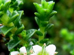 Diosma echinulata flowers