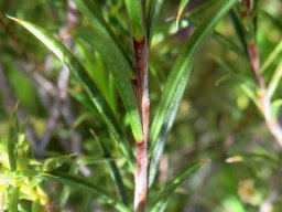 Diosma hirsuta stem