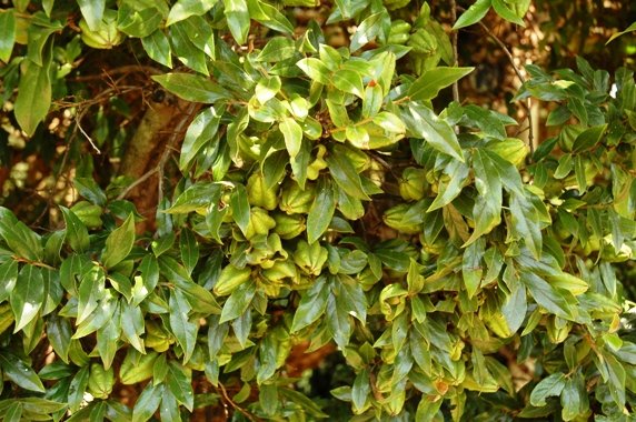 Diospyros whyteana
