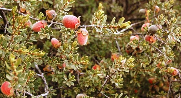 Diospyros austro-africana fruit
