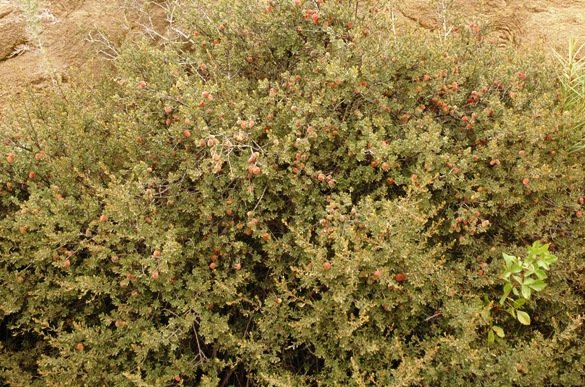 Diospyros austro-africana