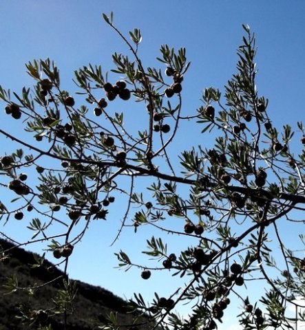 Diospyros austro-africana var. austro-africana silhouette