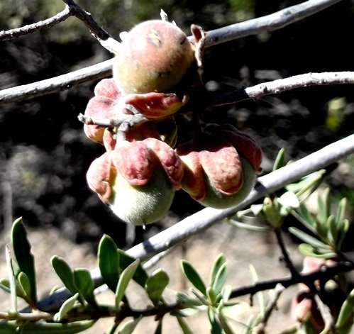 Diospyros austro-africana var. austro-africana calyx