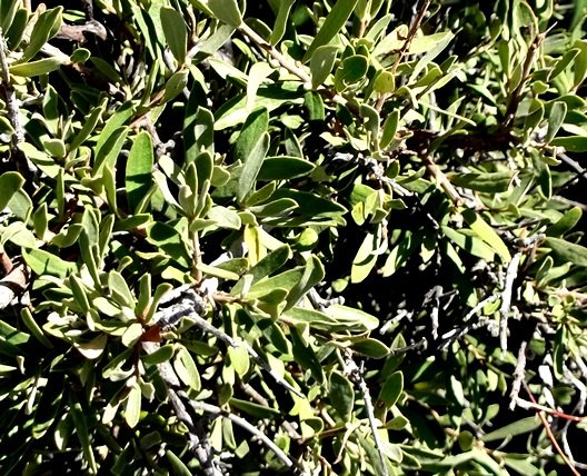 Diospyros austro-africana var. austro-africana leaves