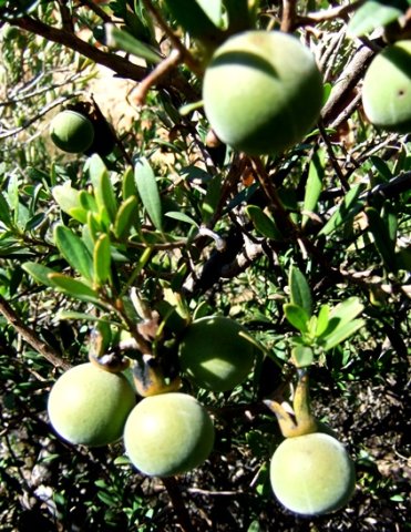 Diospyros dichrophylla