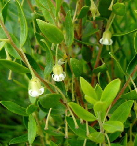 Diospyros glabra flowers