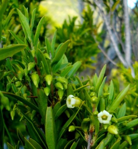 Diospyros glabra buds