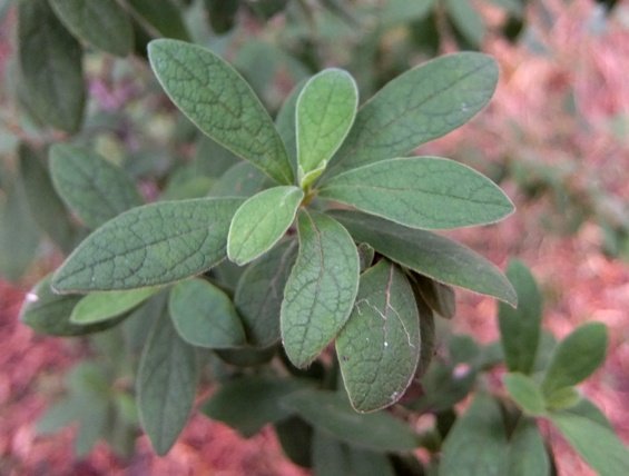 Diospyros lycioides subsp. guerkei leaves