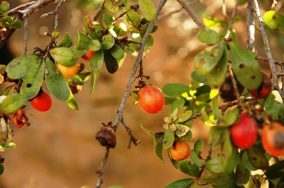 Diospyros lycioides subsp. lycioides at the Naudes Nek Pass
