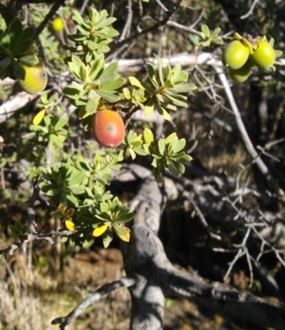 Diospyros lycioides subsp. sericea