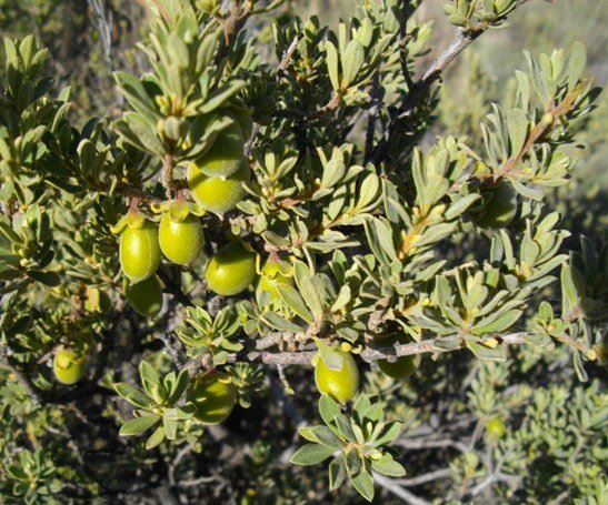 Diospyros lycioides subsp. sericea