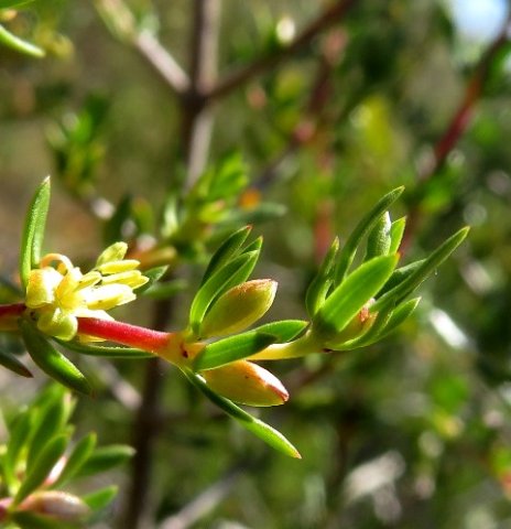 Diospyros species stem-tip
