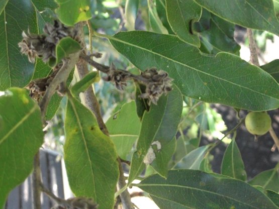 Diospyros mespiliformis, a female tree 
