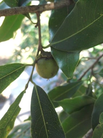 Diospyros mespiliformis leaves