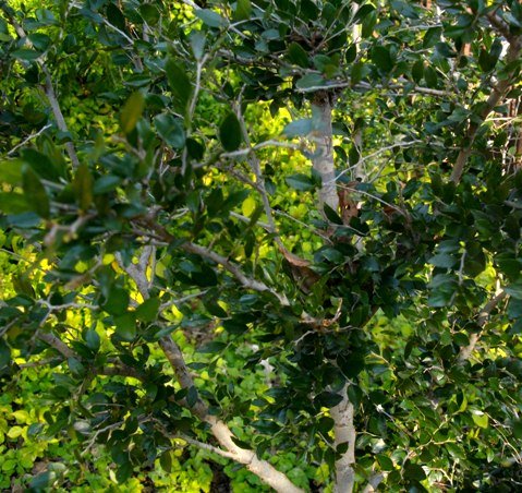 Diospyros natalensis